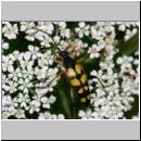 Leptura maculata - Gefleckter Schmalbock 08.jpg